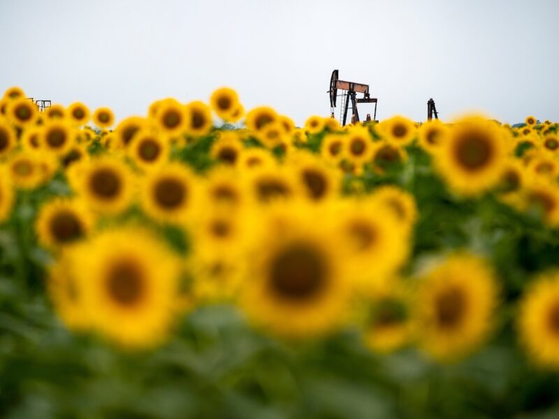 A sunflower field with an oil pumpjack in the distance
