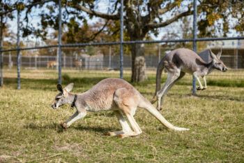 A photo of two kangaroos in an enclosure.
