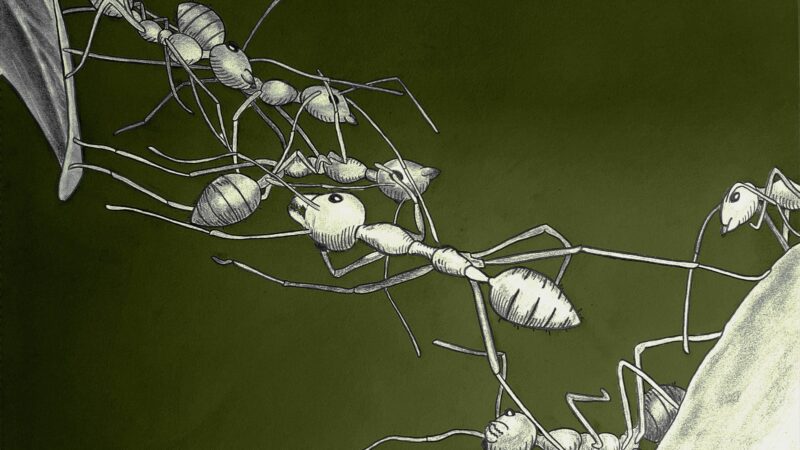 a drawing of ants linking their legs together