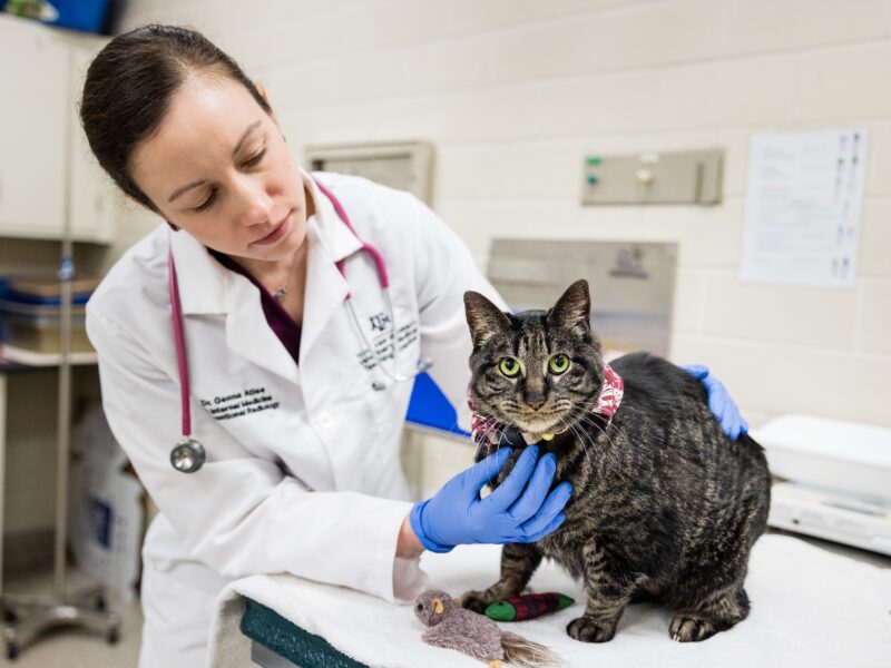A photo of a gray tabby cat being examined by a veterinarian.