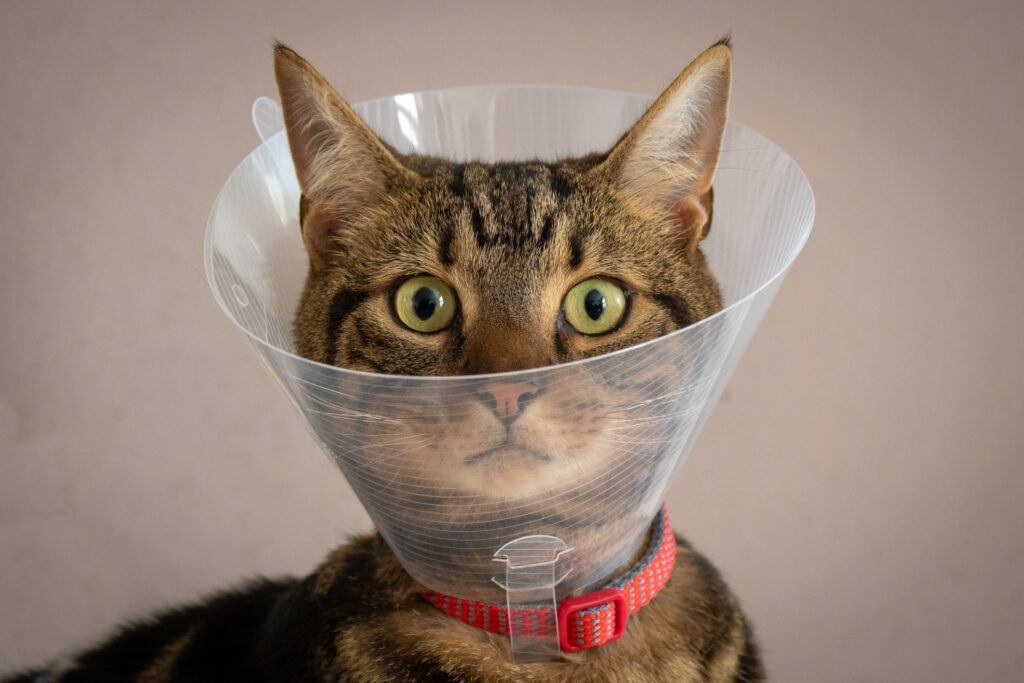 a cat in a cone that keeps it from licking wounds