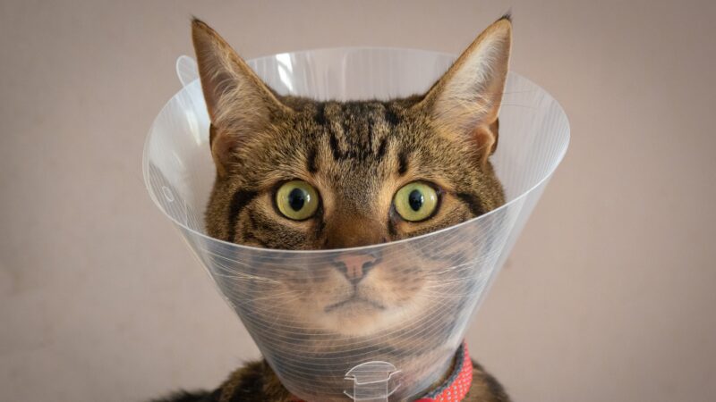 a cat in a cone that keeps it from licking wounds