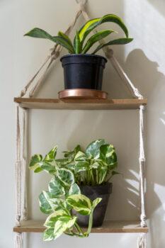 Two house plants sit on a shelving unit hanging on a wall