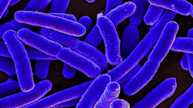 A microscopic image of E coli bacteria