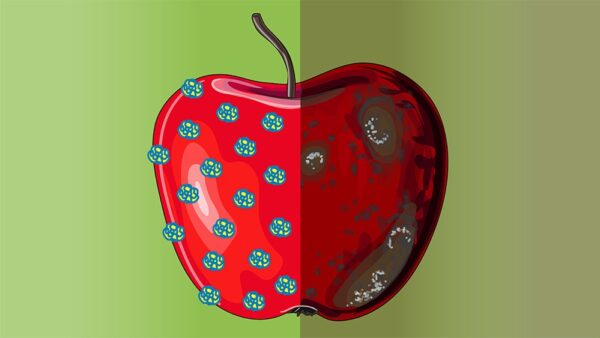 an apple with marks denoting areas of protection from bacteria