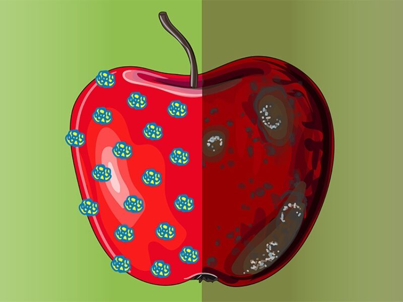 an apple with marks denoting areas of protection from bacteria