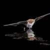 Daubentons Bat (Myotis daubentonii) hunting over open water. Catching insects from the water surface.