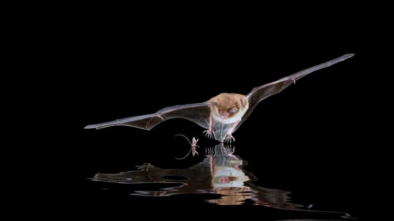 Daubentons Bat (Myotis daubentonii) hunting over open water. Catching insects from the water surface.