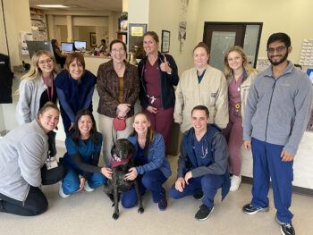 vet med team members pose with Daisy the dog following her final cancer treatment