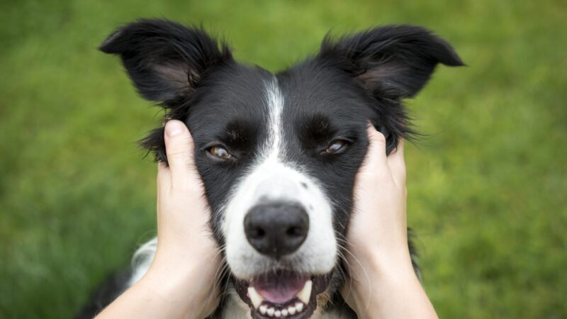 Close up of a Border Collie being held and looking direct into the camera. A loving expression on the dogs face.
