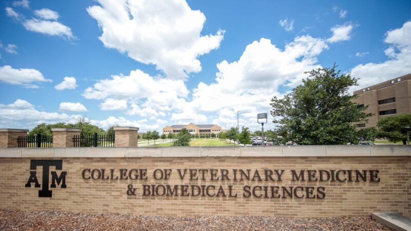 A photo of the sign at the Texas A&M University School of Veterinary Medicine and Biomedical Sciences.