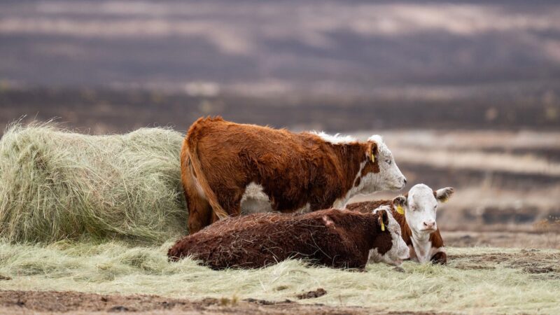 a photo of cows in a burned out pasture with hay on the ground in front of them