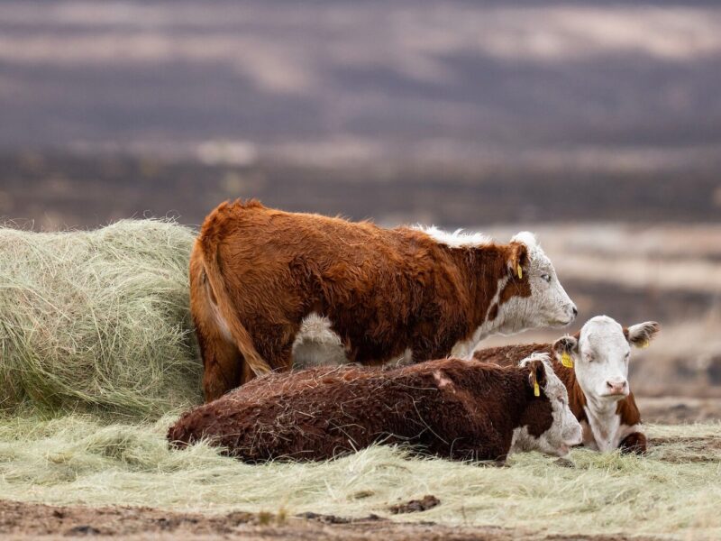 a photo of cows in a burned out pasture with hay on the ground in front of them