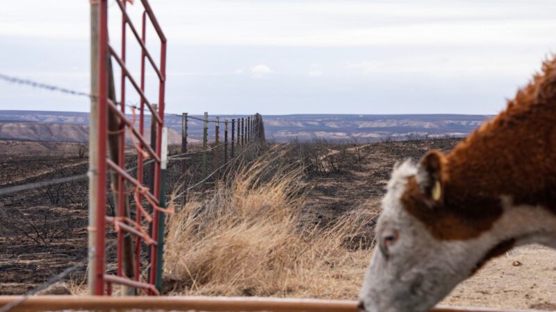 A cattle sips water from a tank with burned fields visible in the distance.