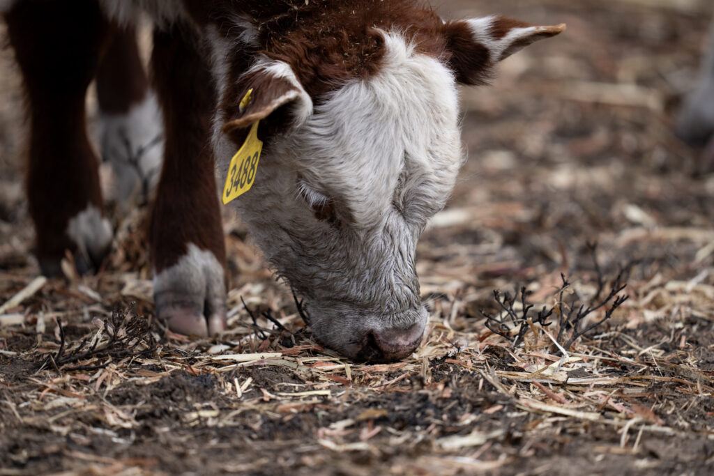 A photo of a Hereford calf grazing on burned ground.