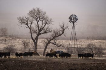 a photo of ranch workers unloading hay from a pickup while cows are feeding on the hay in a pasture with a windmill.