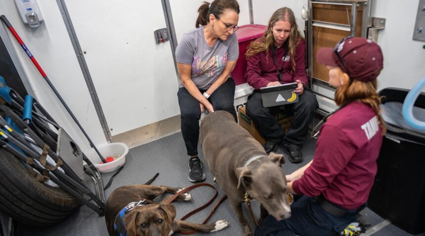 Three veterinarians in a room treating two dogs