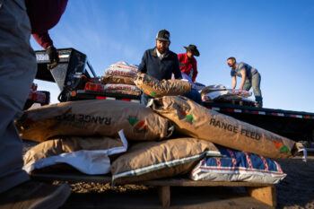 Men load large bags of feed onto a pallet.