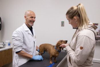 A veterinarian talks to a pet owner with a daschund on an exam table in an exam room.
