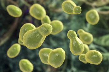 Pathogenic yeast fungus Cryptococcus neoformans , 3D illustration