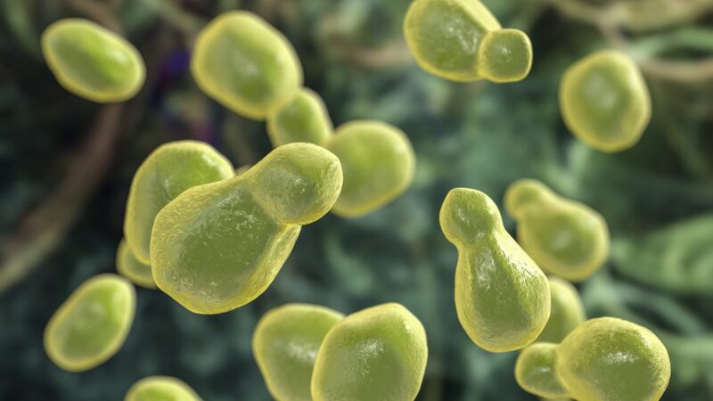 Pathogenic yeast fungus Cryptococcus neoformans , 3D illustration