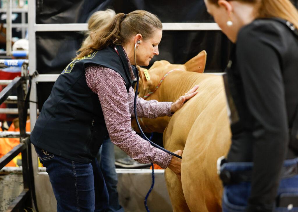 A photo of a veterinarian using a stethoscope on an entry at a livestock show.