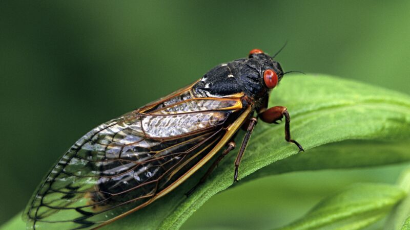 a photo of a black cicada with red eyes and transparent wings perched on a leaf