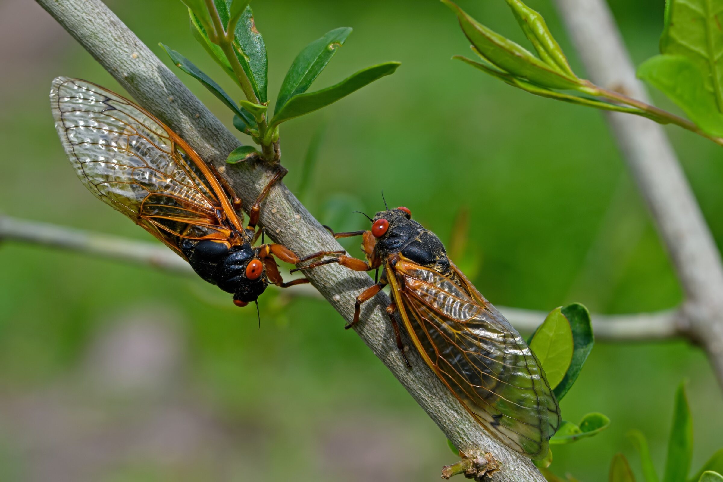 a photo of two periodical cicadas perched next to each other on a branch
