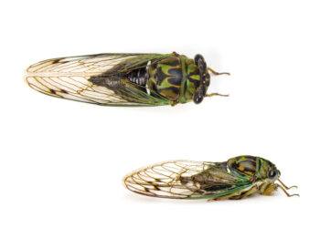 two photos of an annual cicada