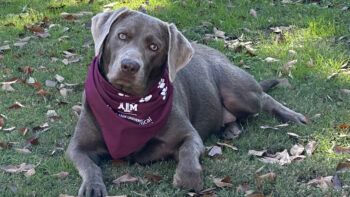 A photo of a silver Labrador retriever wearing a maroon bandana and laying in the grass with leaves on the ground.
