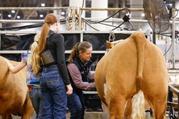 A photo of a veterinarian checking an entry at a livestock show.