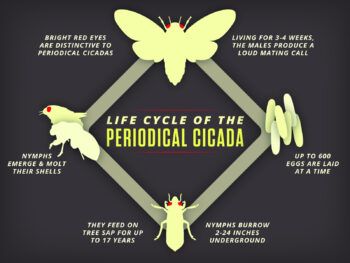 a graphic showing the life cycle of periodical cicadas, with depictions of eggs, nymphs, molting, and a large winged adult with red eyes. Accompanying text is as follows: "Living for 3-4 weeks, the males produce a loud mating call; Up to 600 eggs are laid at a time; Nymphs burrow 2-24 inches underground; They feed on tree sap for up to 17 years; Nymphs emerge & molt their shells; Bright red eyes are distinctive to periodical cicadas"