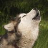 a dog howling
