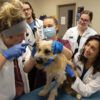 an A&M veterinarian conducting an exam on a dog while being observed by students