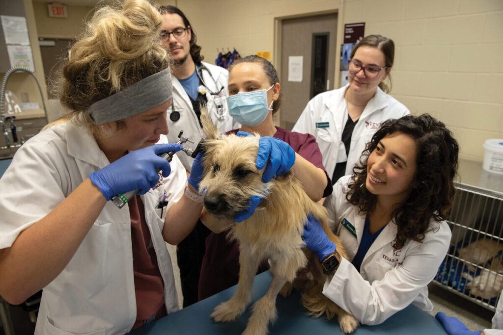 an A&M veterinarian conducting an exam on a dog while being observed by students