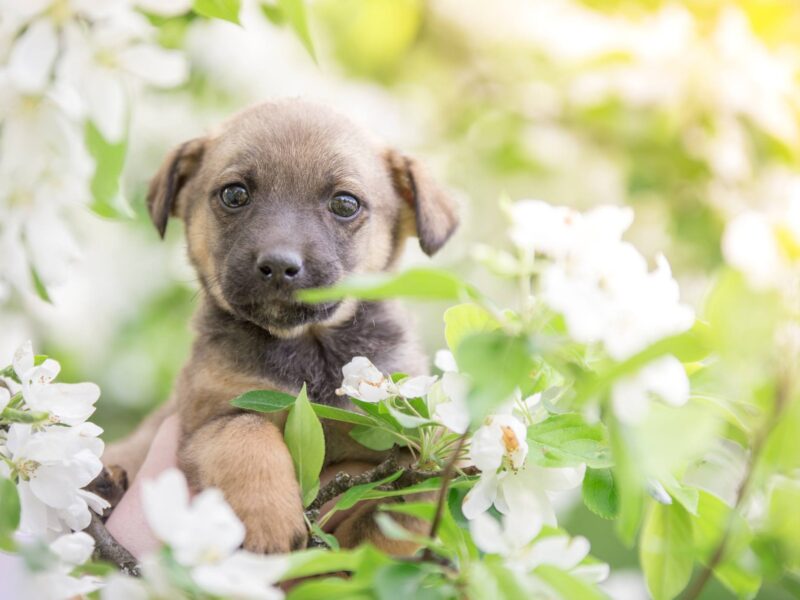 a puppy surrounded by white flowers