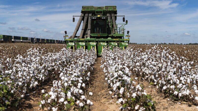 A tractor harvesting rows of cotton in a field.
