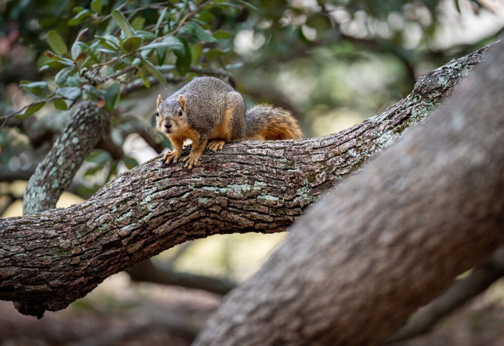 a photo of a squirrel perched on a low oak branch looking at the camera