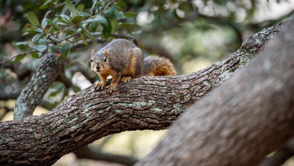 a photo of a squirrel perched on a low oak branch looking at the camera