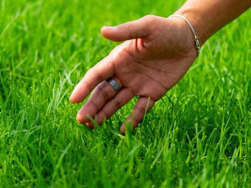 A hand touching blades of grass.
