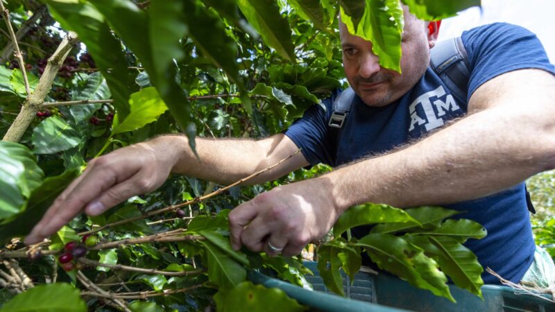 A man, Nadav Mer picks coffee fruit in Costa Rica