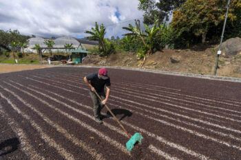A man rakes coffee beans as part of the drying process at a coffee cooperative in Costa Rica