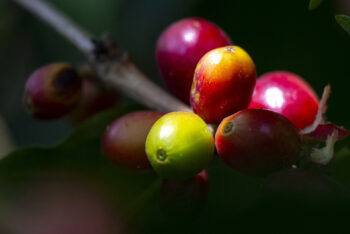 A closeup of coffee fruit