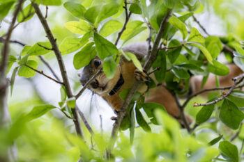 An Eastern Fox squirrel maneuvers through tree branches after it was fitted with a small radio frequency collar