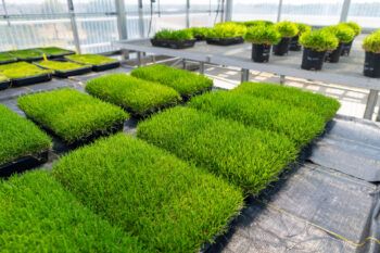Pallets of grass in a greenhouse