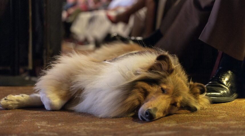 Reveille X taking a nap on the floor of the Majestic Theatre