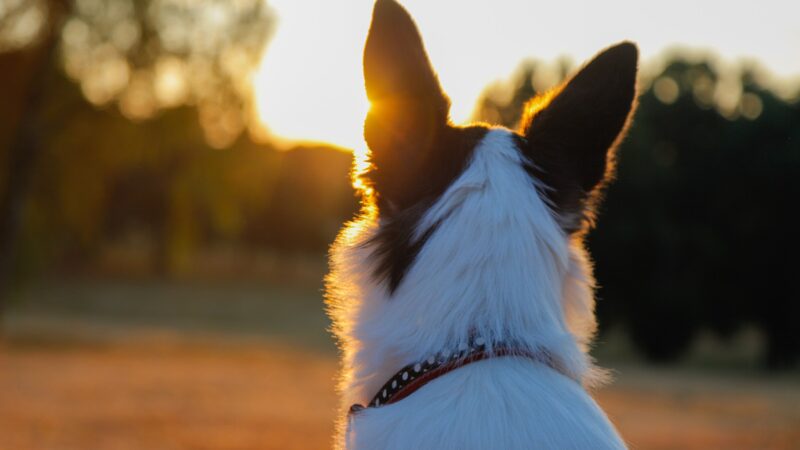 A photo of the back of a dog's head at sunset. His ears are alert.