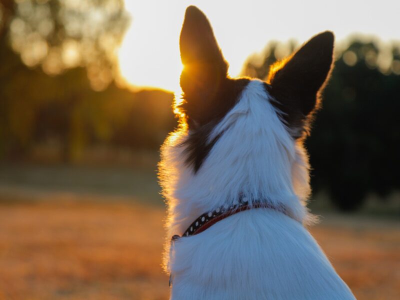 A photo of the back of a dog's head at sunset. His ears are alert.