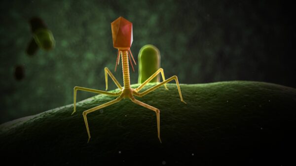 Artist's illustration of bacteriophage