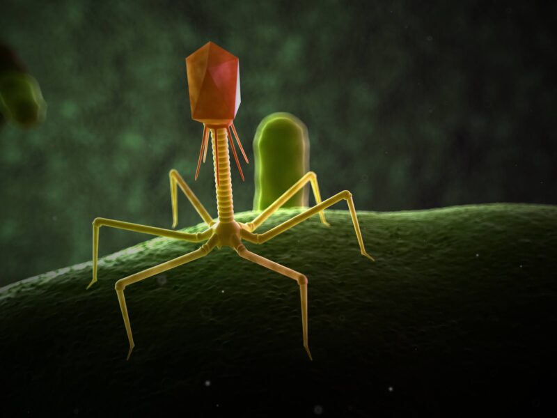 Artist's illustration of bacteriophage